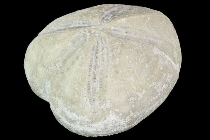 Fossil Echinoid (Macraster) - Oklahoma #103628